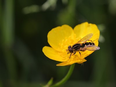 BUITEN BEELD Foto: 59748