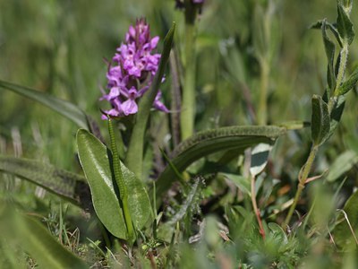 BUITEN BEELD Foto: 59758