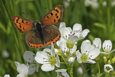 BUITEN BEELD Foto: 59764