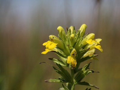 BUITEN BEELD Foto: 59775