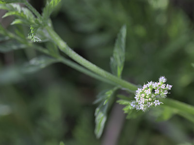 BUITEN BEELD Foto: 59784