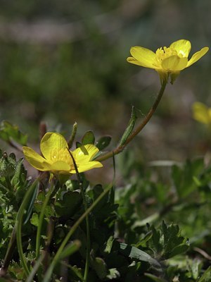 BUITEN BEELD Foto: 59803