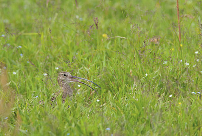 BUITEN BEELD Foto: 59811