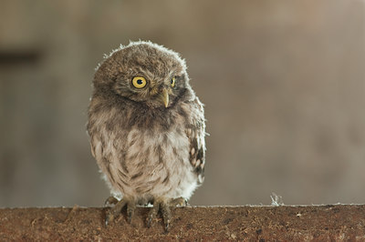 BUITEN BEELD Foto: 59815