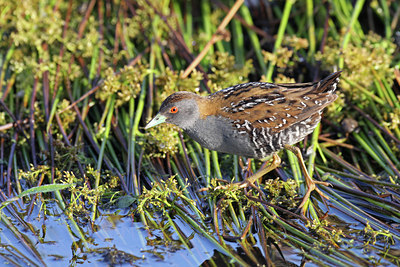 BUITEN BEELD Foto: 59819