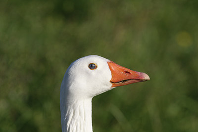 BUITEN BEELD Foto: 59823