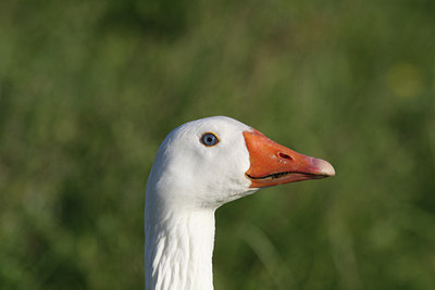 BUITEN BEELD Foto: 59824