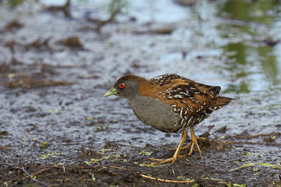 BUITEN BEELD Foto: 59826