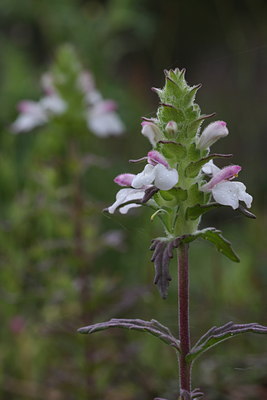 BUITEN BEELD Foto: 59836