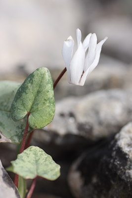 BUITEN BEELD Foto: 59843