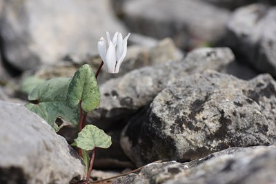 BUITEN BEELD Foto: 59844