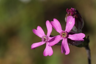 BUITEN BEELD Foto: 59854