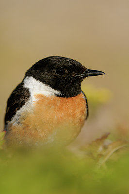 BUITEN BEELD Foto: 59863
