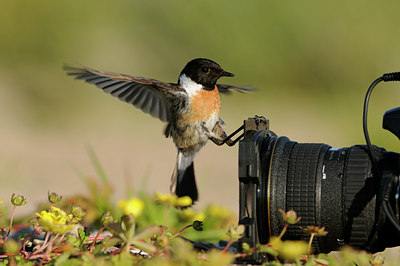 BUITEN BEELD Foto: 59865