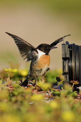 BUITEN BEELD Foto: 59866