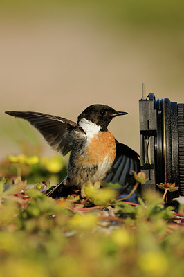 BUITEN BEELD Foto: 59867