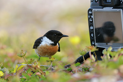 BUITEN BEELD Foto: 59875