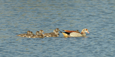 BUITEN BEELD Foto: 59961