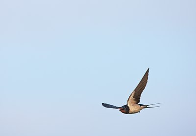 BUITEN BEELD Foto: 59989