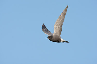 BUITEN BEELD Foto: 59992