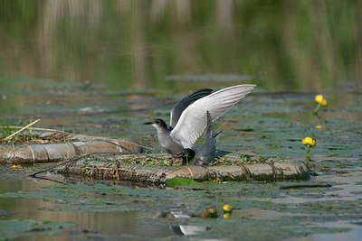 BUITEN BEELD Foto: 59994