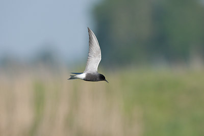 BUITEN BEELD Foto: 59995