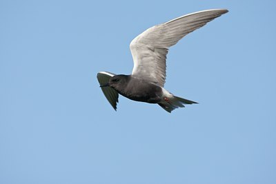 BUITEN BEELD Foto: 59996