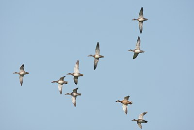 BUITEN BEELD Foto: 60002