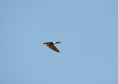 BUITEN BEELD Foto: 60008