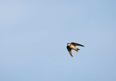 BUITEN BEELD Foto: 60010