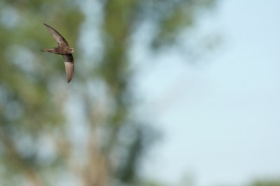 BUITEN BEELD Foto: 60021