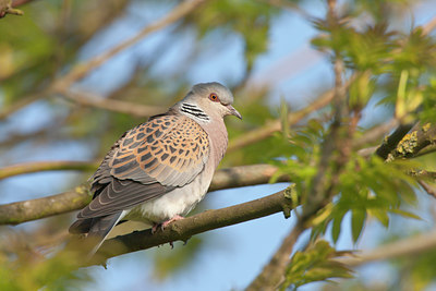BUITEN BEELD Foto: 60032
