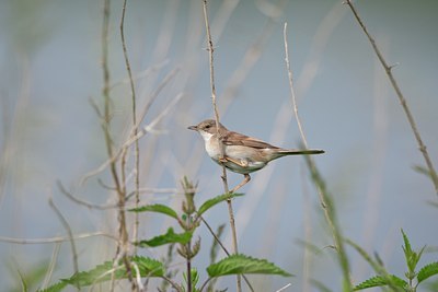 BUITEN BEELD Foto: 60034