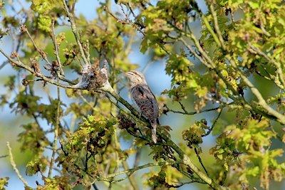 BUITEN BEELD Foto: 60039