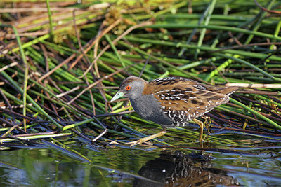 BUITEN BEELD Foto: 60046
