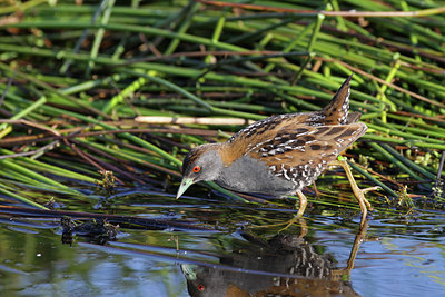 BUITEN BEELD Foto: 60047
