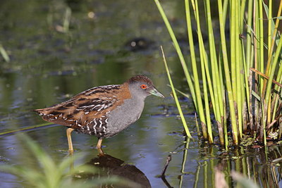 BUITEN BEELD Foto: 60048