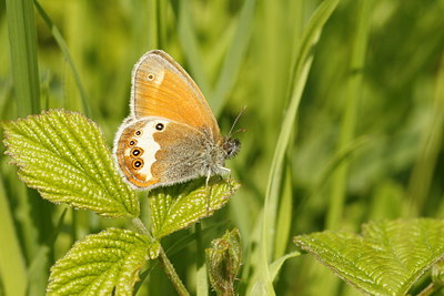 BUITEN BEELD Foto: 60050