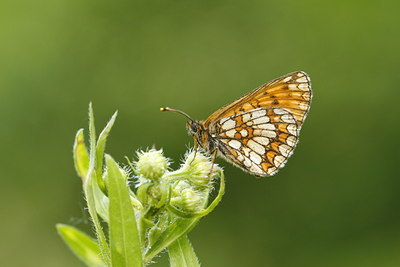 BUITEN BEELD Foto: 60051