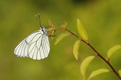 BUITEN BEELD Foto: 60052