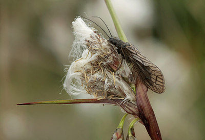 BUITEN BEELD Foto: 60077