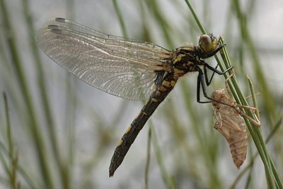 BUITEN BEELD Foto: 60080