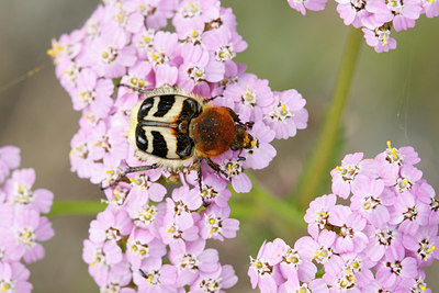 BUITEN BEELD Foto: 60114