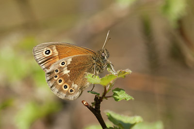 BUITEN BEELD Foto: 60115