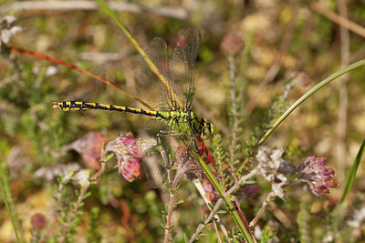 BUITEN BEELD Foto: 60116