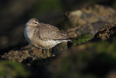 BUITEN BEELD Foto: 60121