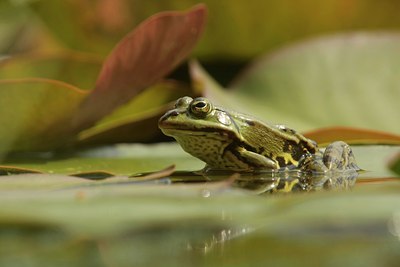 BUITEN BEELD Foto: 60142