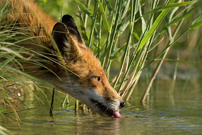 BUITEN BEELD Foto: 60158