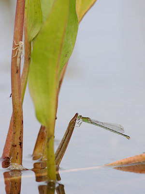 BUITEN BEELD Foto: 60186