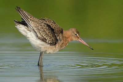 BUITEN BEELD Foto: 60192